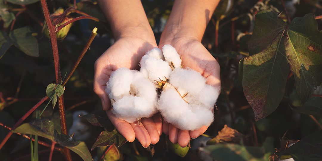 Hands holding fluffy organic cotton bolls - SleepFROG organic cotton bedding NZ